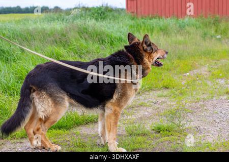 Warnen Sie den deutschen Schäferhund an der Leine im Freien auf einem Kiesweg neben hohem Gras mit roter Scheune im Hintergrund offen Stockfoto