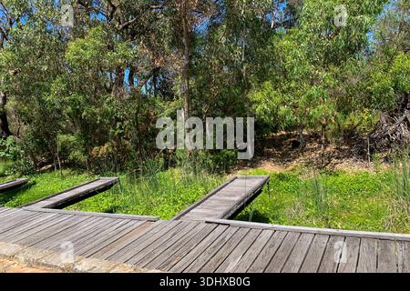 Holzsteg durch grünes Buschland in Western Australia , Yanchep, Western Australia, Australia, 10.01.2026, ein schmaler Holzsteg führt durch dichtes grünes Buschland mit niedriger Vegetation und hohen Bäumen. Sonnenlicht fällt durch das Blätterdach und beleuchtet den Weg in natürlicher Landschaft. *** Holzsteg durch das grüne Buschland in Western Australia , Yanchep, Western Australia, Australien, 10 01 2026, ein schmaler Holzsteg führt durch dichtes grünes Buschland mit geringer Vegetation und hohen Bäumen. Sonnenlicht fällt durch die Baumkronen und beleuchtet den Weg in einer natürlichen Landschaft Stockfoto