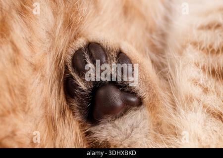 Extreme Nahaufnahme der dunkelbraunen Pfoten eines kleinen Kätzchens, die auf weichem Ingwerfell liegen und die zarte Textur und das Detail zeigen. Stockfoto