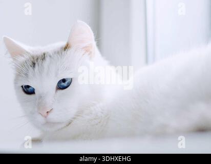 Eine schöne weiße Katze mit blauen Augen auf der Fensterbank Stockfoto