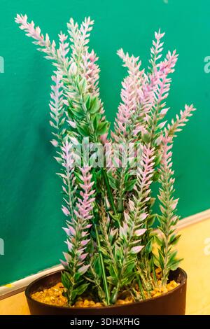 Rosa Heidekraut Pflanze Im Topf Mit Grünem Laub Gegen Helle Grüne Wand Für Wohnkultur Stockfoto