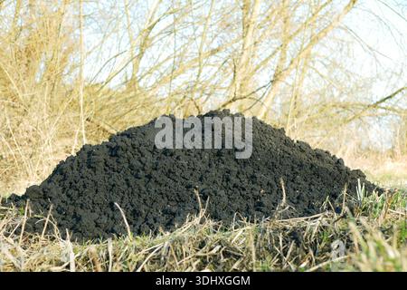 Maulwurf Talpa europaea Loch unterirdischen schwarzen Bodenhaufen von Säugetieren auf dem Gras, dient als organischer Gartenboden und Ökosystemvideo. Graben war Stockfoto