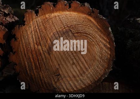Natürlicher Kiefernholz-Log-Muster-Hintergrund. Stockfoto