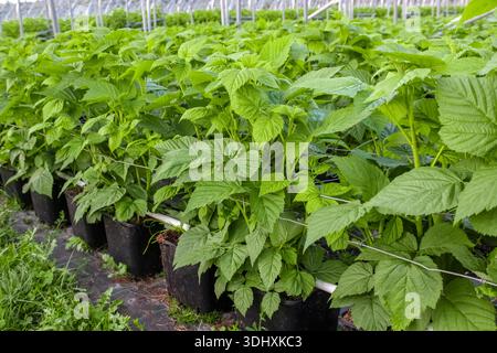 Eine dichte kommerzielle Himbeerfarm mit üppig grünen Pflanzen, die in schwarzen Töpfen wachsen und von einem Drahtspaliersystem unterstützt werden. Stockfoto