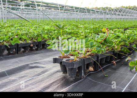 Erdbeerkeimlinge in einem schwarzen Plastiktablett auf schwarzem landwirtschaftlichem Mulchgewebe mit weißen Gitterlinien. Stockfoto