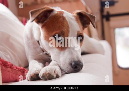 Jack Russell Terrier liegt im Stuhl Stockfoto