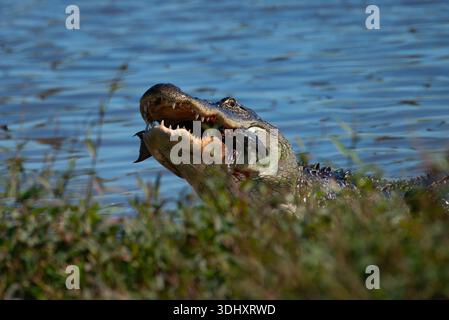 Nahaufnahme eines amerikanischen Alligators, der seinen Kopf mit einem Fisch im Mund hochstochelt Stockfoto