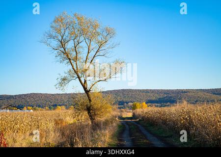 Einsamer Baum neben ländlicher Schotterstraße in goldenen Herbstfeldern in Transsilvanien, Rumänien Stockfoto