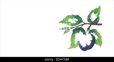 Set mit Pflaumenfrüchten. Aquarell handgezeichnete Illustrationen von Pflaumenbaumzweigen mit grünen Blättern und lila Früchten. Botanische Illustrationen reife Pflaumen Stock Vektor