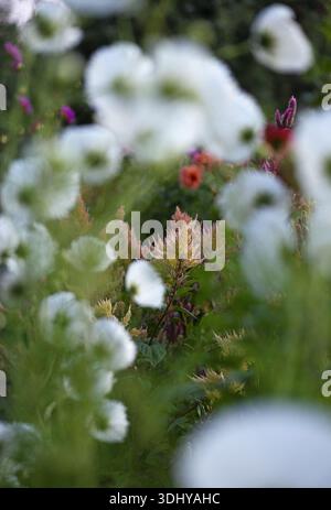Celosia und Cosmos im Garten. Stockfoto