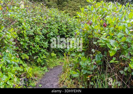Ein Wanderweg führt durch das dichte Laub an der Pazifikküste nahe Charleston in Oregon, USA Stockfoto