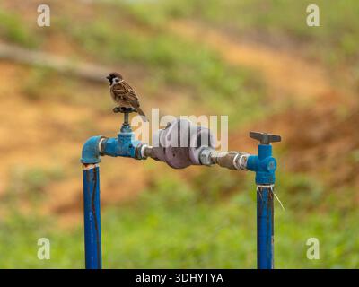 Ein kleiner eurasischer Baumsperling sitzt auf dem blauen Griff eines Wasserzählerrohrs im Freien vor einem weichen, verschwommenen grünen und braunen Hintergrund. Stockfoto