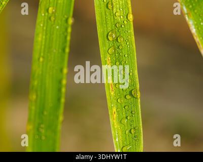 Leuchtende Bambusblätter, bedeckt mit glitzernden Morgentauropfen, aufgenommen in einer detaillierten Makroaufnahme mit weichem, sonnendurchflutetem Bokeh-Hintergrund Stockfoto