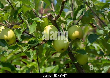 Unreife Granny Smith Äpfel wachsen auf einem Baum. Diese Apfelsorte ist bekannt für ihre grüne Haut Stockfoto