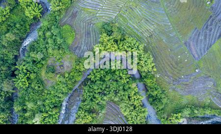 Vertikale Drohnenaufnahme eines sich schlängelnden Flusses, der durch üppige grüne Bambushaine und wunderschöne Terrassen-Reisfelder in Flores fließt. Stockfoto