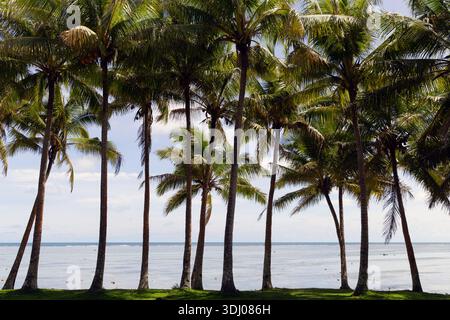 Palmen säumen eine grasbewachsene Küste mit Blick auf die ruhigen Küstengewässer an der Korallenküste von Viti Levu, Fidschi. Stockfoto