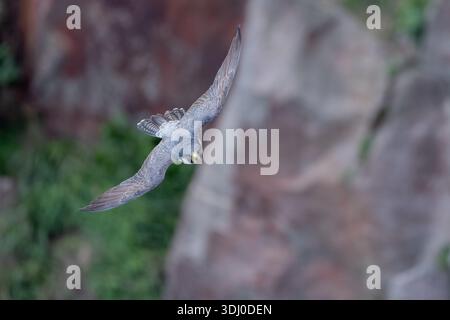 Peregrine Falke Falco Peregrinus Tauchen im Flug über Rocky Habitat Stockfoto