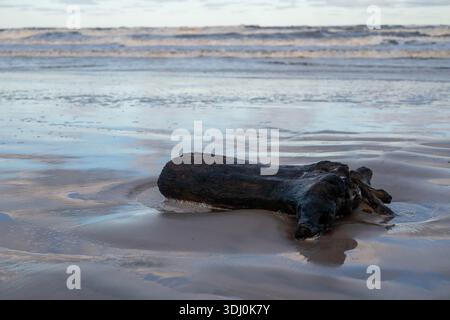 Altes, mit Wasser gefegtes Holz an einem eiskalten Ostseestrand in Ustka, Polen. Eine winterliche Morgenszene mit Frost, eisigen Wellen und rauer Natur an der Küste Stockfoto