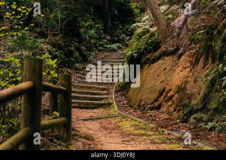 shikoku, japan - 3. august 2025 eine hölzerne Treppe führt den Hügel in einem bewaldeten Gebiet hinauf. Hochwertige Fotos Stockfoto
