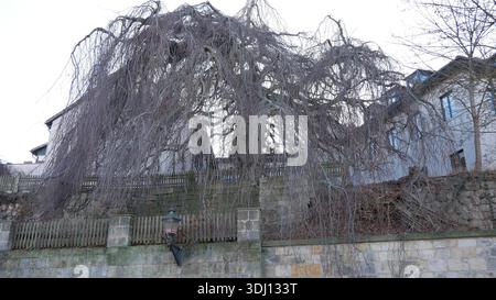 Halberstadt Stockfoto