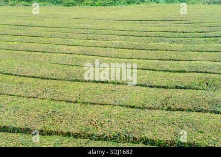 Nahaufnahme der grünen Reihen einer Teeplantage, die einen Texturhintergrund erzeugt Stockfoto