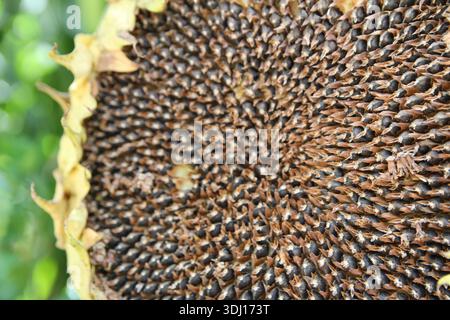 Nahaufnahme reifer Sonnenblumenkopf mit schwarzen Sonnenblumenkernen im Sommer, Provinz Gansu in China Stockfoto