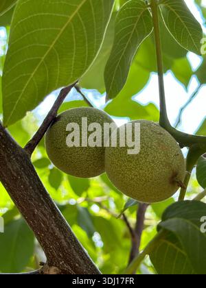 Grüne junge Früchte von Walnuss auf einem Baumzweig im Sommer, Provinz Gansu in China Stockfoto