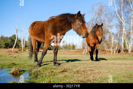 Zwei braune New Forest-Ponys warnen und gehen in einem Niedrigwinkelfoto zur Kamera an einem sonnigen Wintertag auf Heideflächen Stockfoto