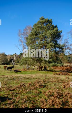 Eine hohe Kiefer spendet einem New Forest Pony an einem sonnigen Tag Schatten, während andere Ponys in der Sonne stehen. Ein aufrechtes Bild mit Kopierraum Stockfoto
