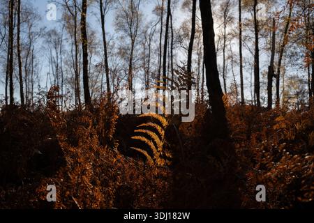 Eine orange herbstliche Farnpflanze, die von der niedrigen Sonne beleuchtet wird und die Blätter auf dem New Forest Floor Hampshire England hervorhebt. Stockfoto