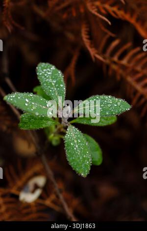 Aus dem Waldboden taucht eine neue Pflanze auf, auf den grünen Blättern Tautropfen, die dem braunen toten, braunen, braunen Boden neues Leben verleihen. Stockfoto