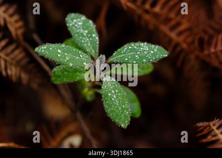 Aus dem Waldboden taucht eine neue Pflanze auf, auf den grünen Blättern Tautropfen, die dem braunen toten, braunen, braunen Boden neues Leben verleihen. Stockfoto