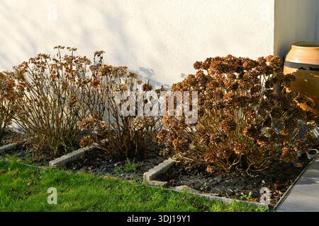 Verdorbene Hortensie-Blüten stehen im Winter in einem Garten Stockfoto