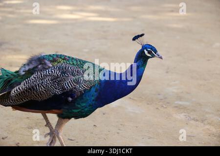 Männlicher Pfau im Garten des Alcazar von Sevilla Stockfoto