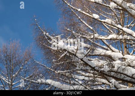 Zweige von Birken, die von frischem Schnee gegen hellen Himmel beschwert werden, verschneite Birkenzweige erstrecken sich unter einem leuchtend blauen Himmel mit auftauchenden zarten c Stockfoto