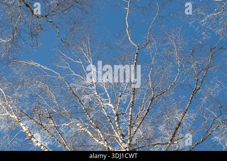 Taufende Blätter begrüßen den sonnigen Tag, sanfte Bäume sonnen sich unter dem klaren blauen Himmel, strahlende Birkenzweige und aufblühende Katzenkinder erinnern an die saisonale Erneuerung im Freien Stockfoto