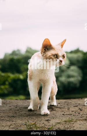 Rot-brauner Devon Rex sitzt auf dem Boden – warnendes Outdoor-Katzenporträt mit auffälligen Ohren Stockfoto