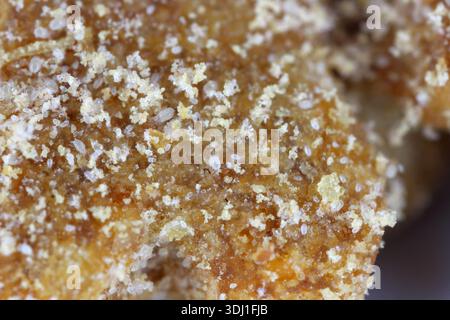 Milben der Familie Acaridae, die Hundefutter fttern. Schdlinge von  Nahrungsmitteln Stockfotografie - Alamy