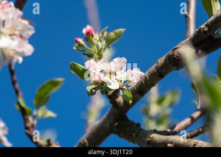 Eine Honigbiene sammelt Nektar von einer weißen Apfelblüte auf einem Baumzweig, der sich vor einem klaren, tiefblauen Himmel befindet. Stockfoto