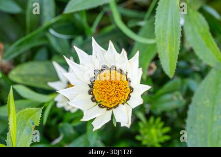 Hochwinkel-Makroansicht einer weißen Gazania-Blume mit den komplizierten gelben und schwarzen Mittelmustern und spitzen Blütenblättern. Stockfoto
