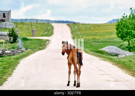 Das junge braune Pferd steht allein auf einer langen, gewundenen Feldstraße in einer lebhaften grünen Landschaft. Das neugierige Fohlen blickt über seine Schulter zurück Stockfoto