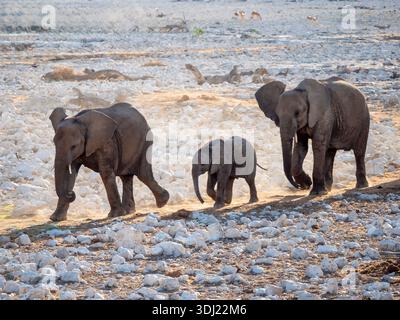 Eine kleine Gruppe von Elefanten (Loxodonta africana), einschließlich Jungtieren, auf ihrem schnellen Weg zum Wasserloch im Etosha Nationalpark. Etosha National Stockfoto