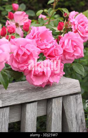 Rosen. Rosa Armada, dunkelrosa Strauchrose, auch Rosa „Harnützliche“ genannt, in voller Blüte im Sommer. UK Stockfoto
