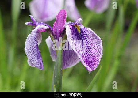 Iris ensata „Rowden Sirdar“ Japanische Wasseriris nach Niederschlag mit charakteristischen dunkelvioletten Blüten mit einem kleinen gelben Fleck in der Mitte Stockfoto