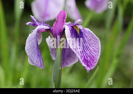 Iris ensata „Rowden Sirdar“ Japanische Wasseriris nach Niederschlag mit charakteristischen dunkelvioletten Blüten mit einem kleinen gelben Fleck in der Mitte Stockfoto