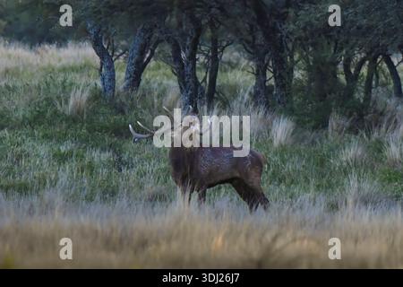 Rotwild brüllen, Luro Park, La Pampa Provinz, Patagonien, Argentinien. Stockfoto