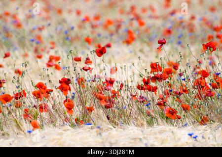 Getreidefeld mit Mohn- und Kornblumen in Brandenburg Stockfoto