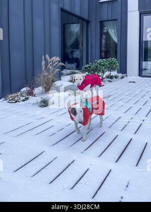 Bull Terrier und Labrador in hellen Wintermänteln gekleidet, gehen auf einer schneebedeckten Holzterrasse vor einem modernen Haus mit großen Fenstern und Grundriss Stockfoto