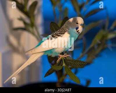Ein Budgie, auch bekannt als Wellensittich, ist ein kleiner Langschwanzpapagei aus Australien. Stockfoto