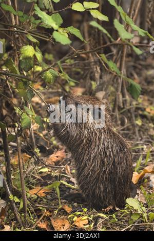 Ein Baby-Nutria (Myocastor coypus), das Blätter isst, Seitenansicht, niedriger Winkel, Nahaufnahme, vertikal Stockfoto